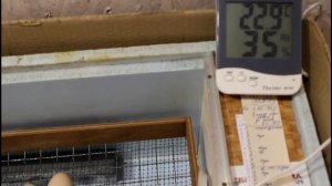 Последний этап инкубации цыплят. 19-21 день. Блиц Норма.