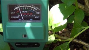 Выращивание голубики.Кислотность грунта  для голубики.