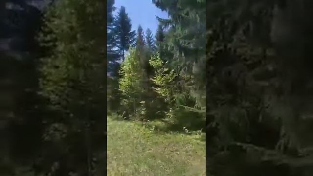 Земельна ділянка під будівництво Буковець (Карпати). Земельный участок Карпаты. Купить участок земл