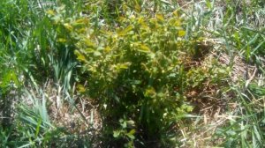 Жимолость Восторг и Дочь великана