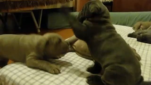 Домашнее видео со щенками - 04.AVI смотреть онлайн