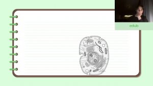 Весь энергетический обмен и виды брожения для ЕГЭ/ОГЭ по биологии!!