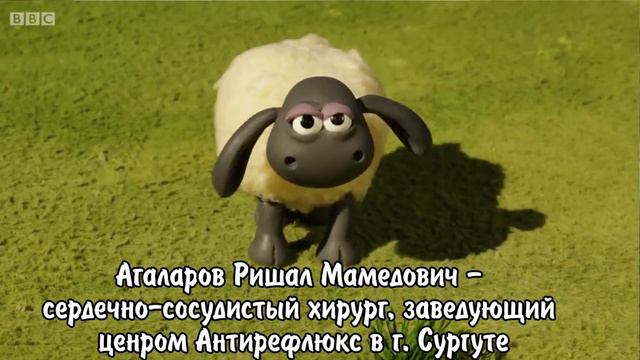 Экспериментальное изучение методов облитерации вен на баранах в Сургуте