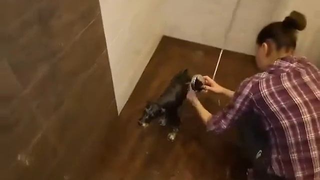 Купание цвергшнауцера смотреть онлайн