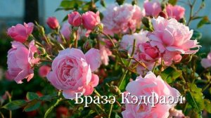 Розы в саду 15 Самых красивых Английских РОЗ Дэвида Остина