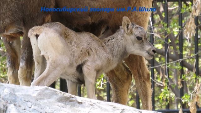 У аргали пополнение 12.05.2021 смотреть онлайн