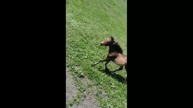 Цыганские лошади смотреть онлайн