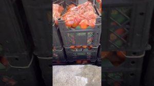 Оптовый рынок овощей/фруктов, товаров народного потребление, под названием Какия в г.Мекка