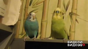Попугай-сердцеед. Видели видео? Фрагмент выпуска от 20.10.2019