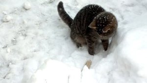 Кошка "мышкует"