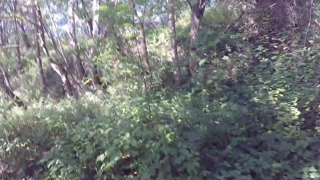 С ВНУКОМ СОБИРАЛИ ГРИБЫ В ДИКОМ ЛЕСУ!!! смотреть онлайн