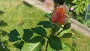 Роза Caramella Карамелла (Kordes)