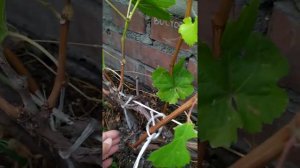 Формирование винограда в Омске. Обрезка винограда