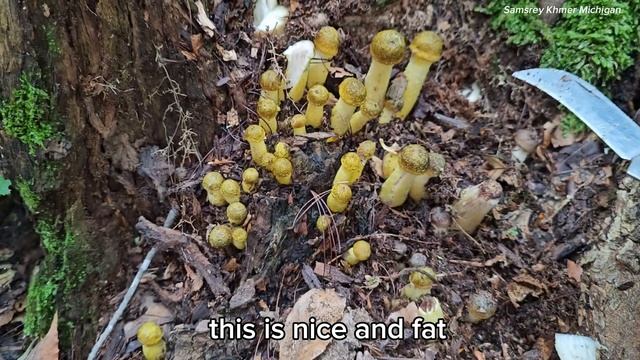 Honey Mushrooms ( Armillaria Mellea) 4K смотреть онлайн