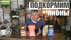 СРОЧНО!! ПОДКОРМИТЕ ПИОНЫ Чем подкормить пионы осенью