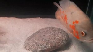 Астронотусы отметали икру