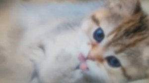 Как ухаживать за котёнком