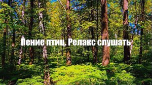 Лето в лесу. Ветерок. Пение птиц для релаксации и медитации