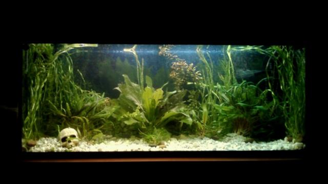 Мои аквариумы, которые были раньше обзор #NIK_72 смотреть онлайн