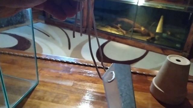 Как самостоятельно изготовить субстрат для нереста скалярии.