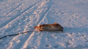 Вельш-корги кардиган. Про любоff. Прогулка по реке