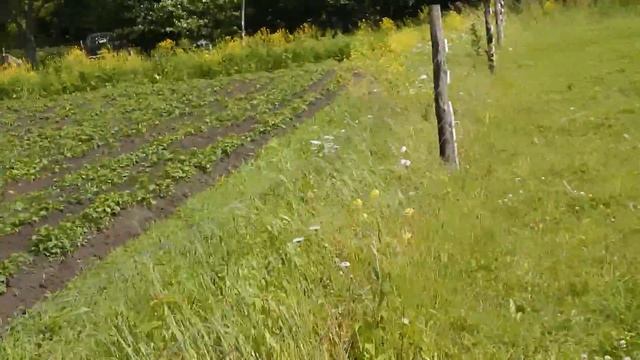 Козы на выпас под электропастух. смотреть онлайн