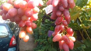 Виноград Казанова и Хусайне Люнда