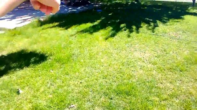 Юта. Умная американская собака. Золотой ретривер смотреть онлайн