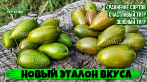 Новый эталон вкуса! Сравнение двух сортов томатов. Обзор сортов томатов Green Tiger и Lucky Tiger