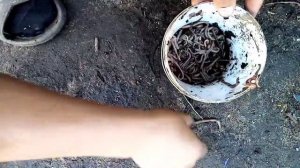 Дождевые Черви, курам.