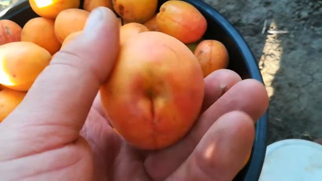 Абрикос Масис - Ананасный  .
