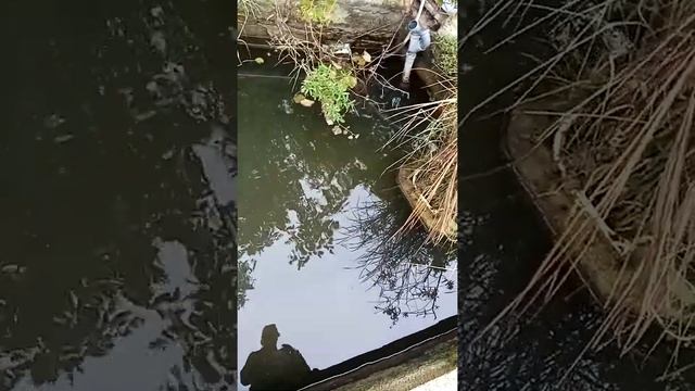 Бакоплавов живой корм для Карпа, обзор смотреть онлайн