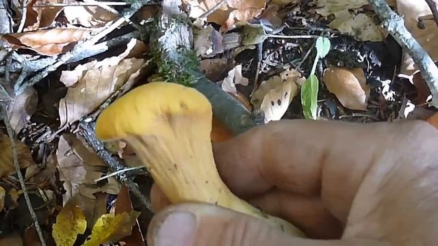 P1000976. CLAVARIA TRUNCATA смотреть онлайн