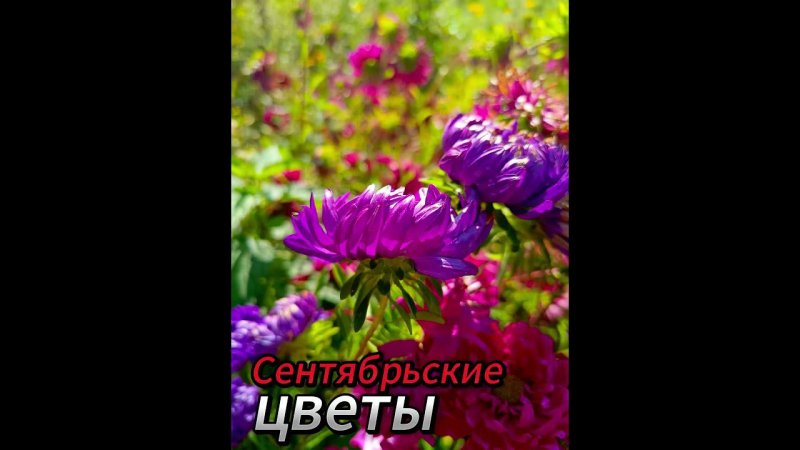 Сентябрьские цветы#SHORTS