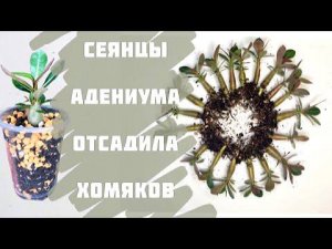 Адениум. Рассаживание сеянцев адениума