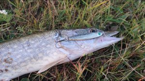 Щука, окунь на пилькер.