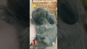 #декоративные кролики #минилопы маленькие #питомцы