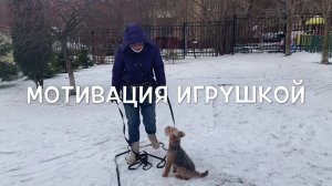 Дрессировка без куска.С Вами кинолог Наталья Севастьянова
