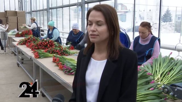 В теплице села Богородское к 8 марта расцветают тюльпаны- до тридцати разных сортов