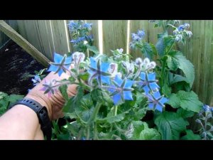 Выращивание  огуречной травы (бораго)  на Урале падалицей без полива и подкормок.