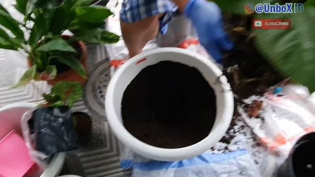 Tanaman Hias JEMANI KOBRA Diganti Pot / Repotting смотреть онлайн