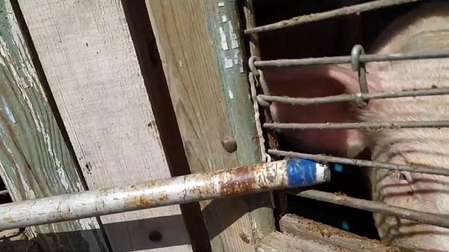 супер деревенские девчонки и мастер класс по дойки коз. наша дача благодарна нам! смотреть онлайн