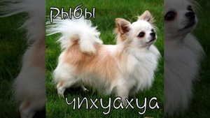 Какая ты порода собаки по знаку задиака