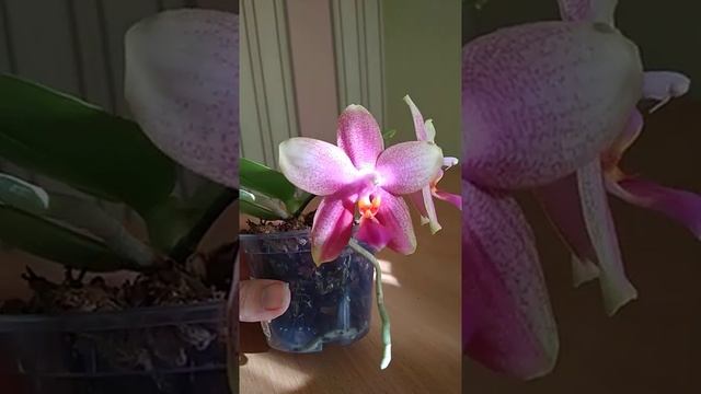 Фаленопсис Лиодоро. Орхидея пахнет. Ароматная орхидея. Лиодоро