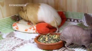 ПЕРЕЕЗД В БОЛЬШОЙ СТЕЛЛАЖ / SvinkiShow