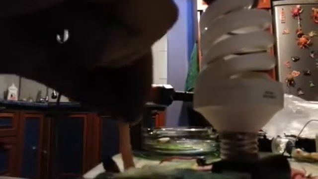 Электрошокер зажигает лампочку смотреть онлайн