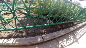 Посадка однолетних цветов в грунт