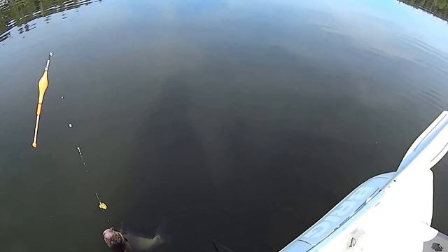 Лещ 2015 08 23 смотреть онлайн