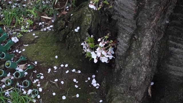 Vlog Токио| Рамен, Сакура, Покупки, Tokyo banana смотреть онлайн