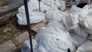 Шпалера для винограда в парник своими руками